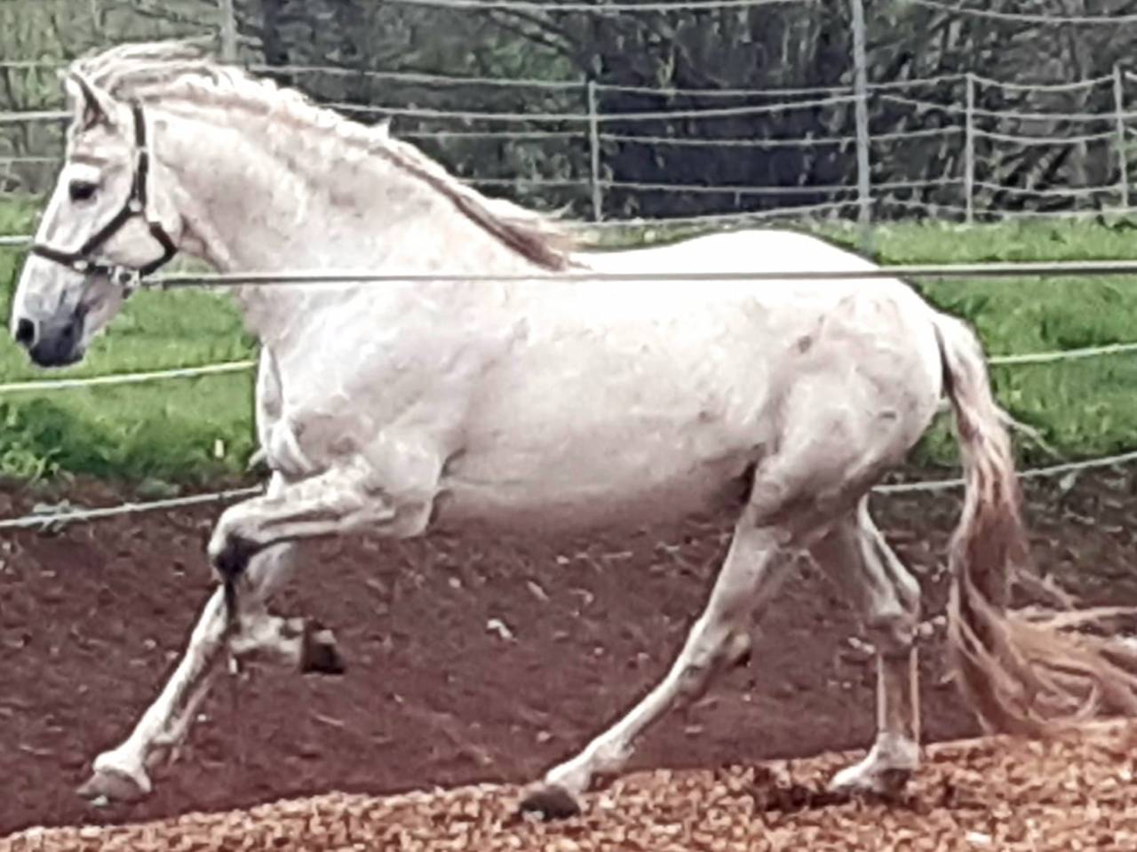 Etalon PRE certifi&eacute; reproducteur