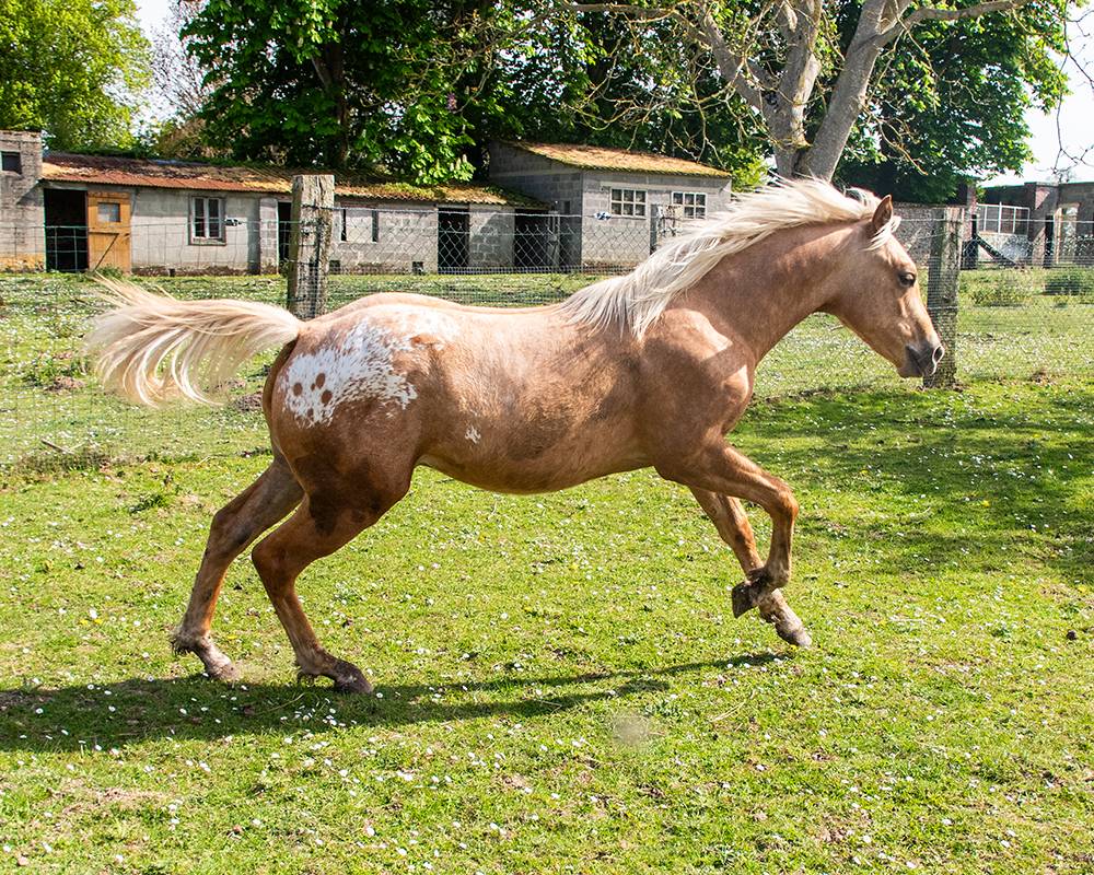 Poulain  appaloosa