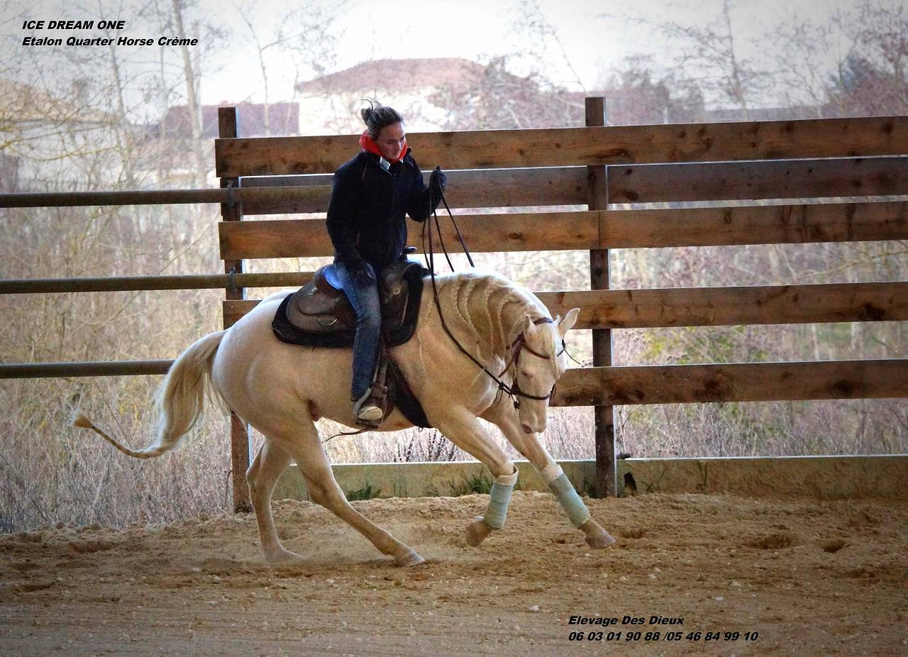 Quarter Horse de robe cr&egrave;me Saillie 2026