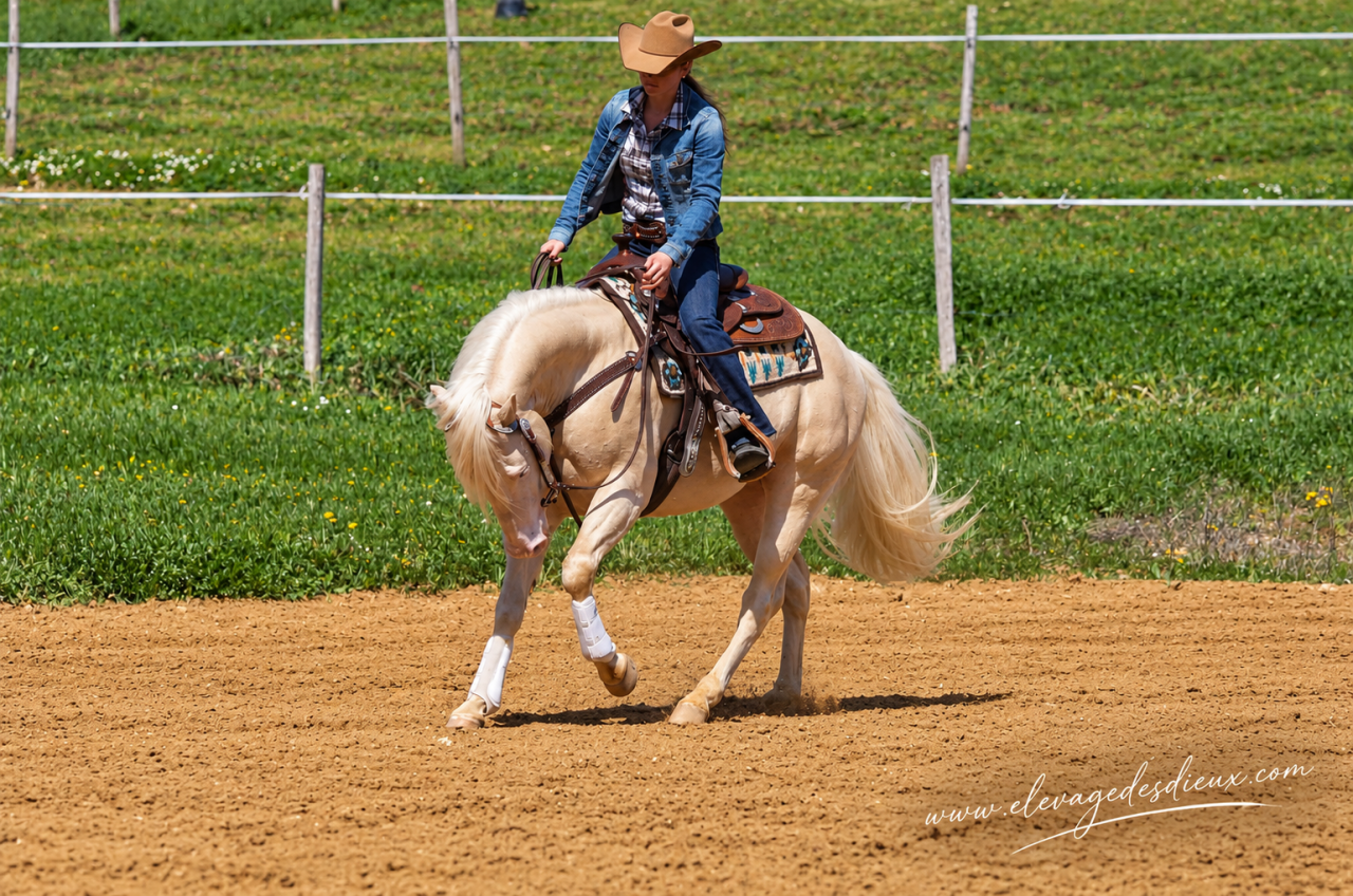 Quarter Horse de robe cr&egrave;me Saillie 2027