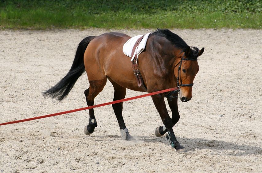 Longe cheval, surfaix - travail à la longe, à pied - Cheval