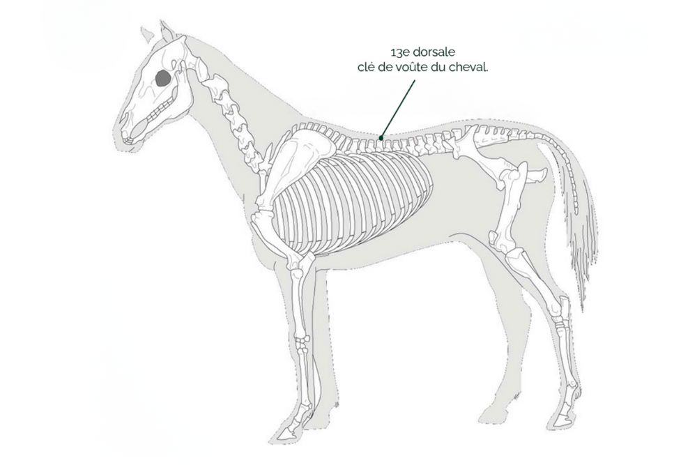13ème dorsale, clé de voûte du cheval