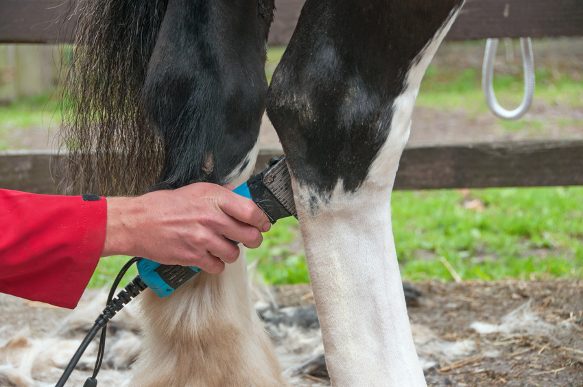 Choisir une tondeuse pour chevaux