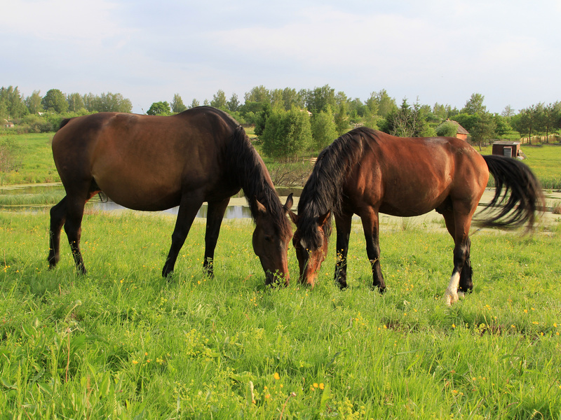 La vermifugation d'automne chez le cheval