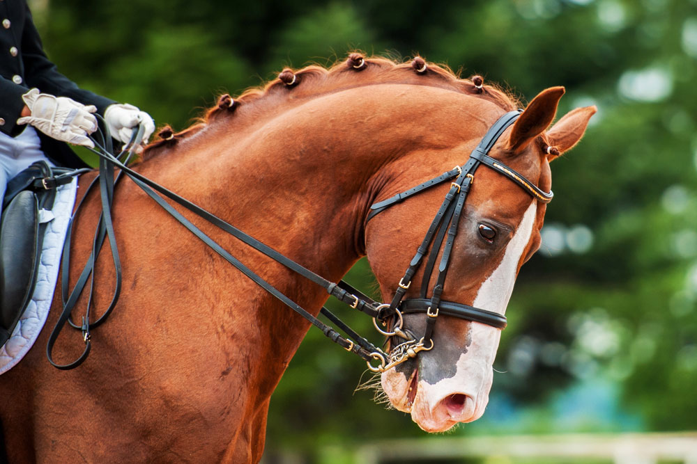 Bride Privilège Equitation Montigny | Brides