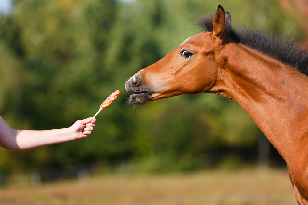 Pourquoi donner des friandises plutôt que des fruits à votre cheval?