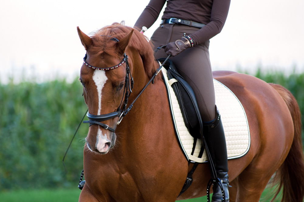 Tapis de selle Dressage et CSO Antarès - Tapis cheval - Le Paturon