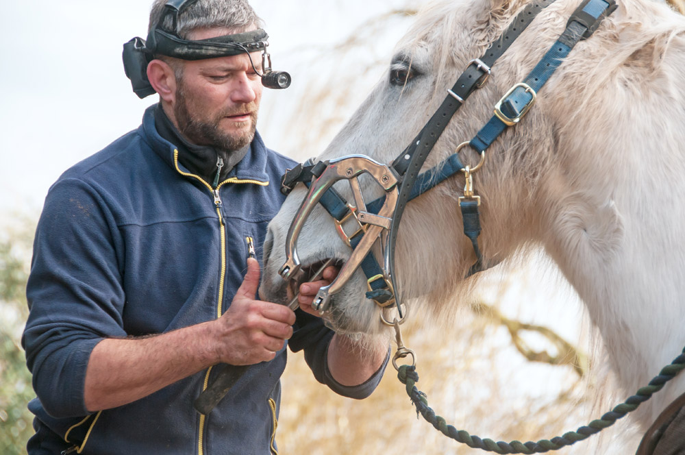 Dentiste pour chevaux, un métier en plein développement - Radio Scoop