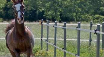 Les clôtures pour chevaux : bonnes pratiques et astuces !