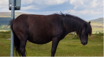  La dermite estivale récidivante chez le cheval