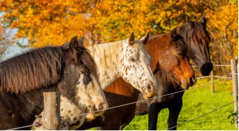 Les vers chez les chevaux : vermifuges chimiques ou alternatives naturelles ?