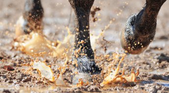 La gale de boue chez les équidés