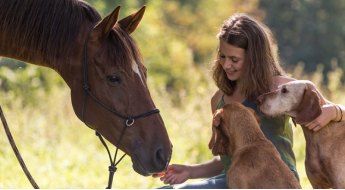 Les produits naturels à destination du bien être des équidés