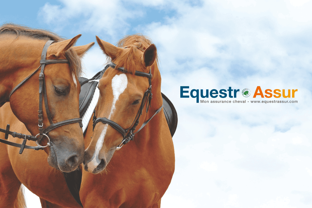 CHEPTEL : l’assurance de tous vos équidés sur un seul contrat !