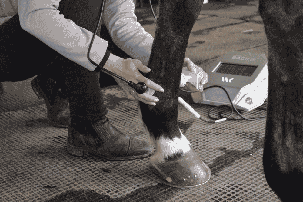 Equi Bains : l’excellence du soin équin au service de la performance et du bien-être