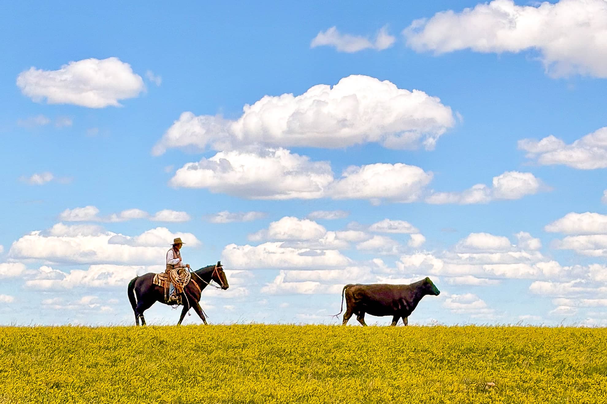 Voyage à cheval - Wyoming USA