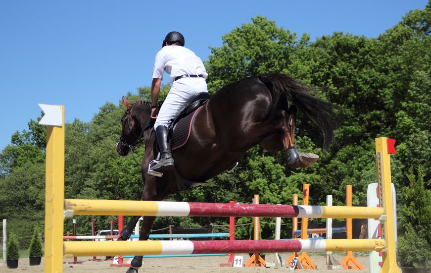 Acheter un cheval de CSO sans fautes de parcours