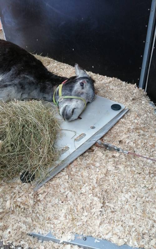 Caval Ambulance - Cheval couché