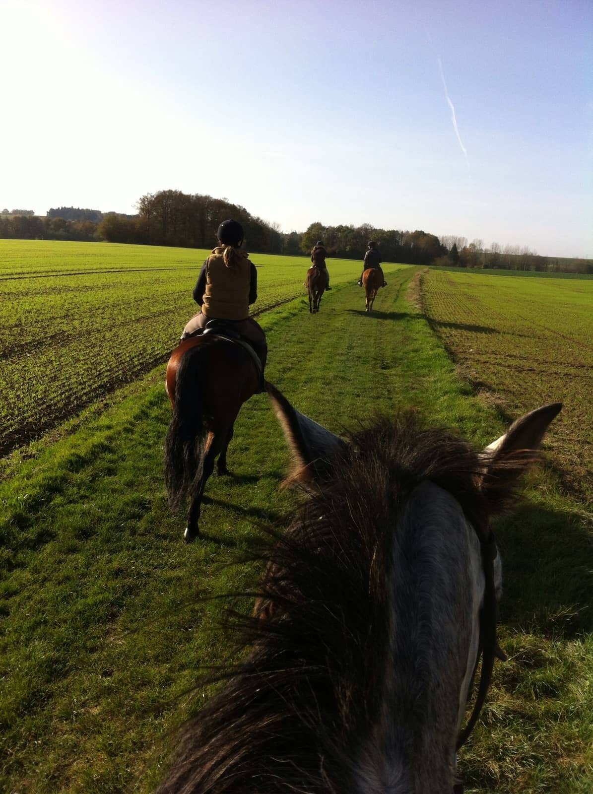 Randonnée à cheval - Forêt de Rambouillet