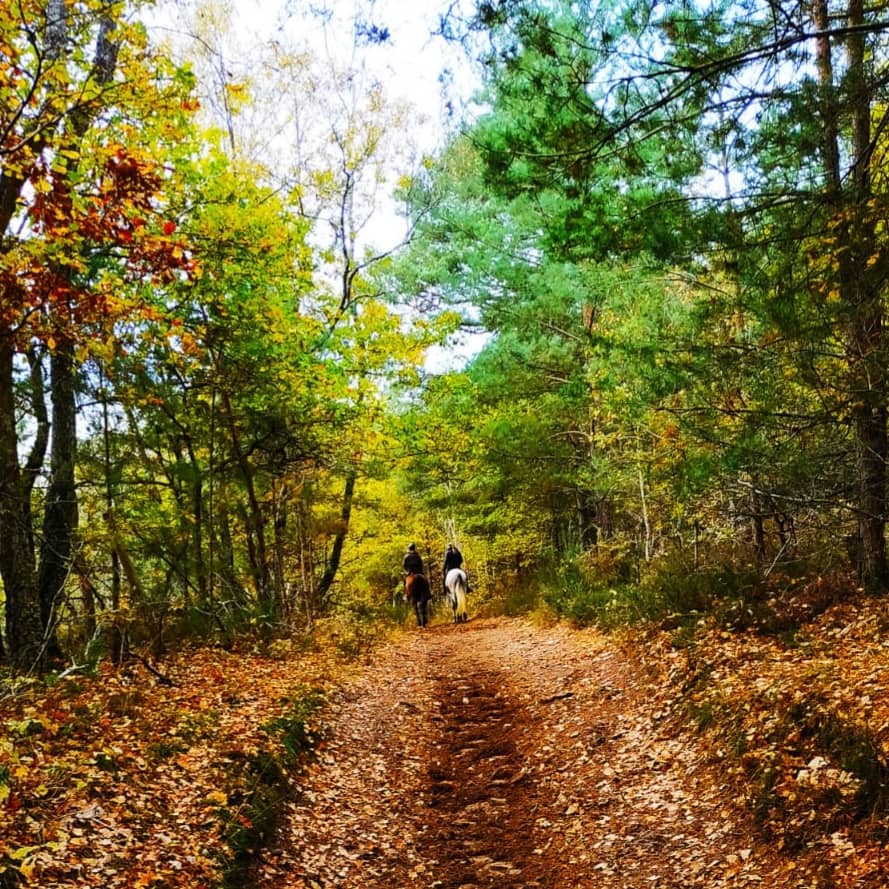 Randonnée à cheval - Forêt de Rambouillet