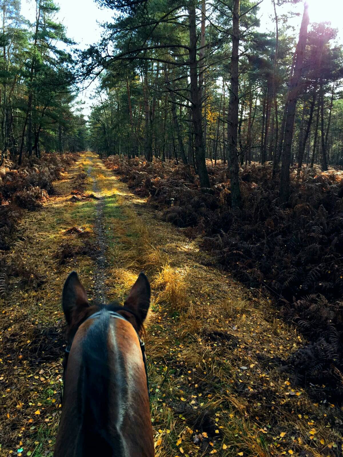 Randonnée à cheval - Forêt de Rambouillet