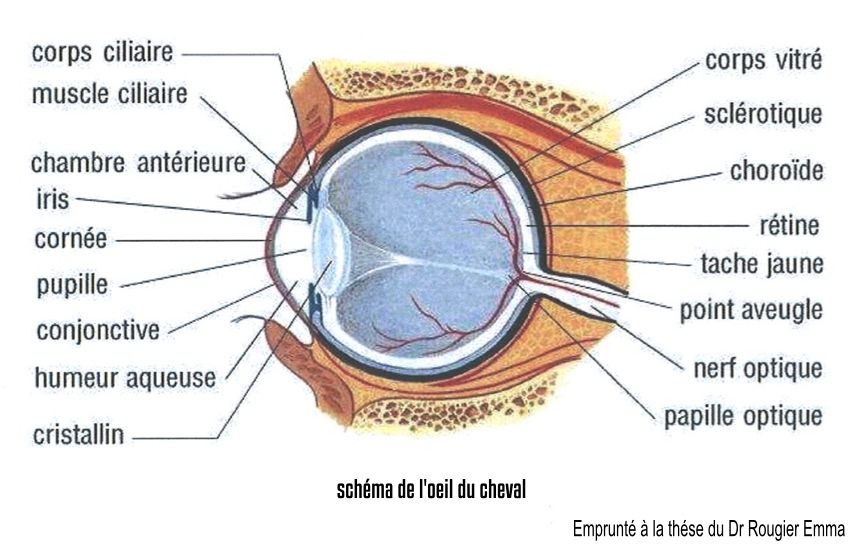 Coupe de l'oeil du cheval