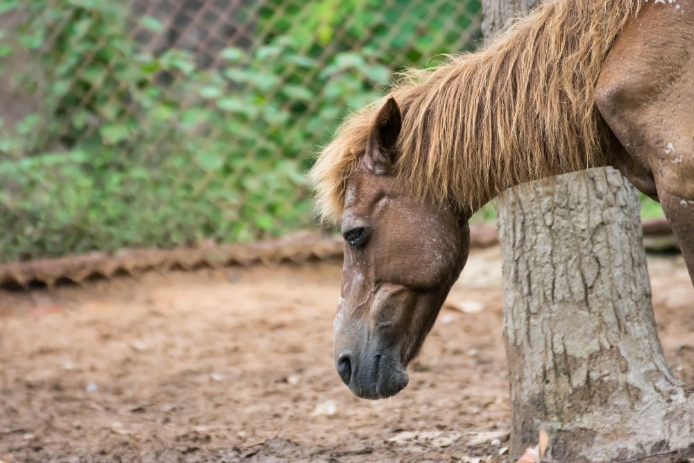 DH33 - Fatigue cheval
