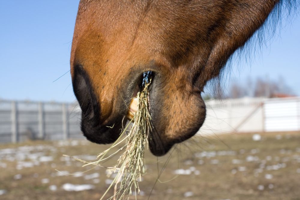 DH33 - Digestion cheval