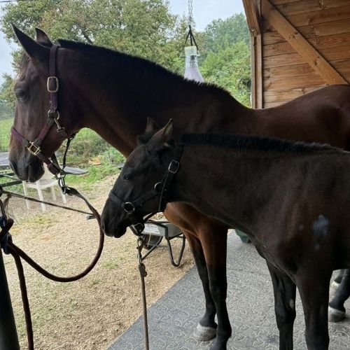 Elevage de PRE avec une batterie de soins