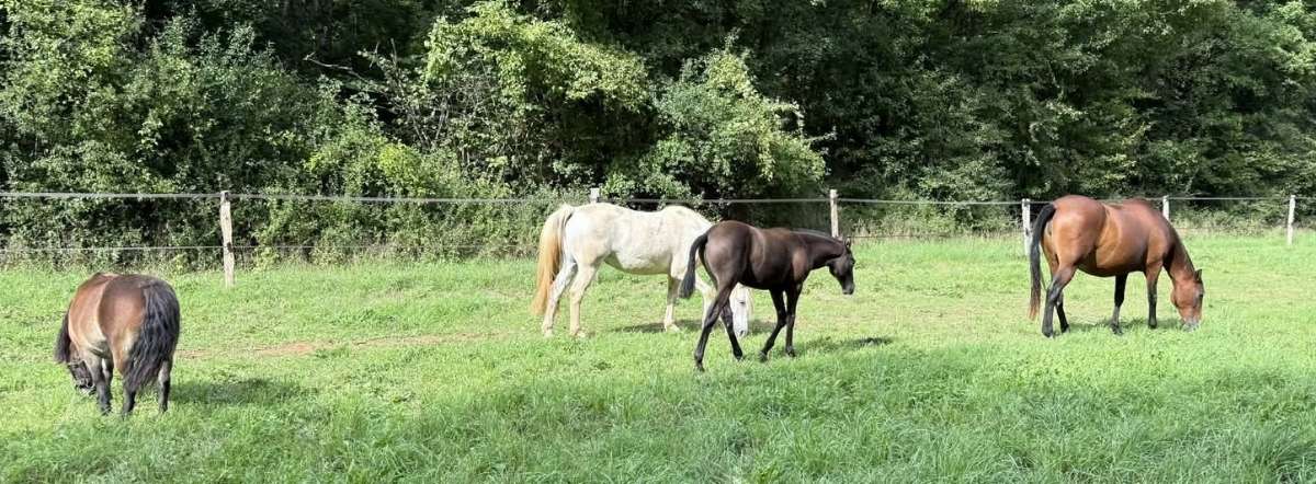 Vie en troupeau - Domaine des Hardies