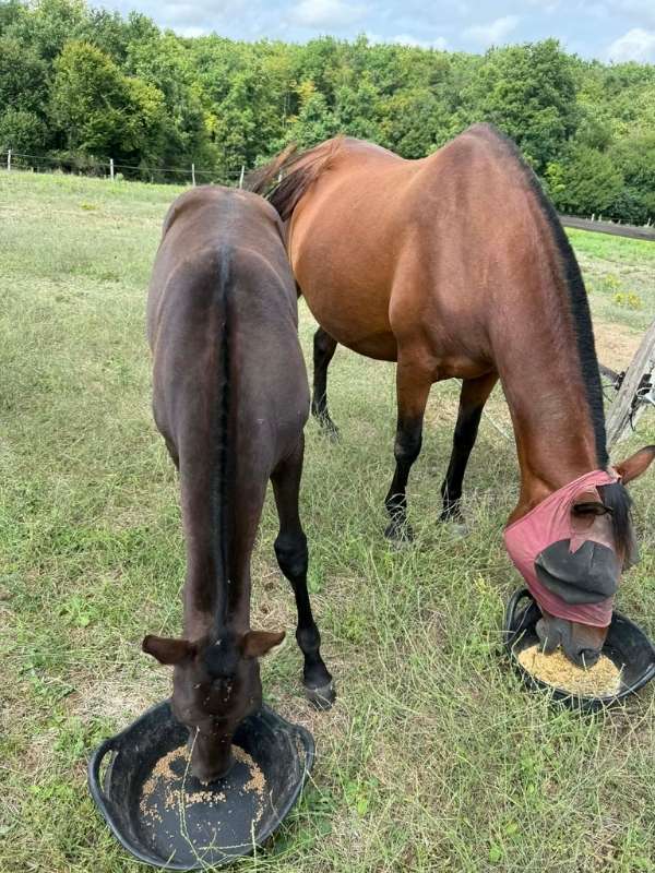 Ration mère et fils sur mesure