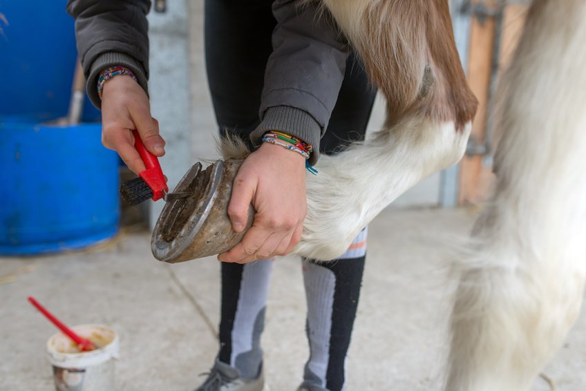 La croissance des sabots d'un cheval