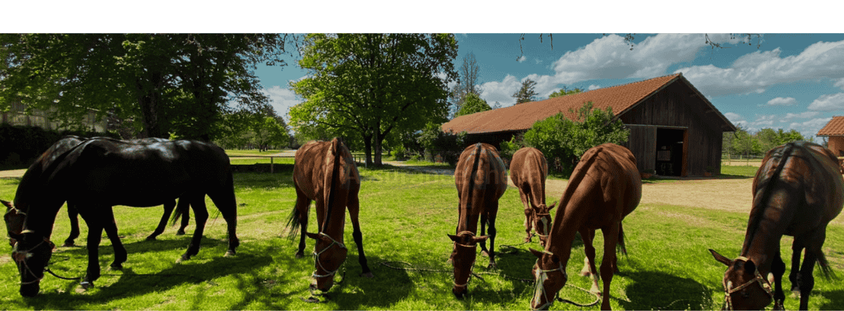 Assurance CHEPTEL par EquestreAssur - Assurez plusieurs chevaux au sein d'un même contrat