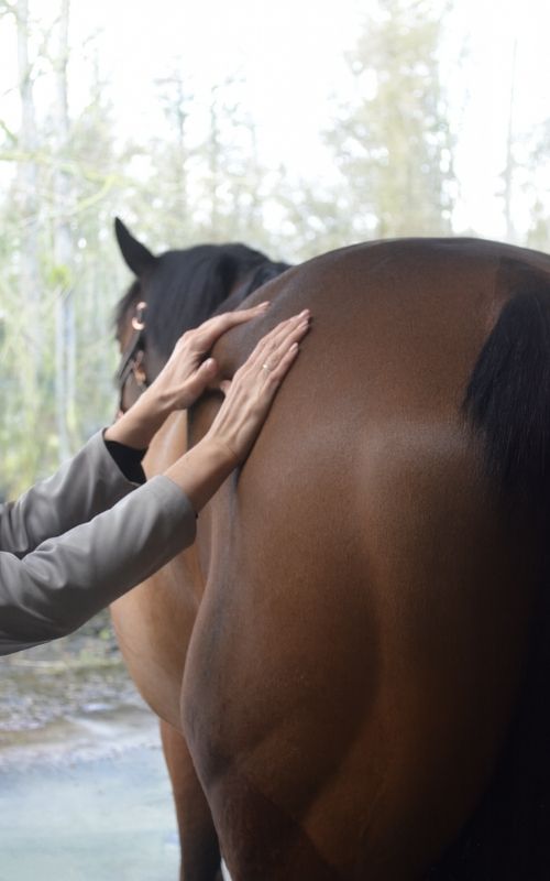 Massage équin