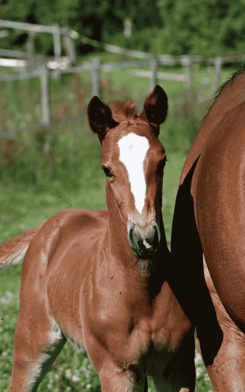 EquiDNA - Transfert d'embryon