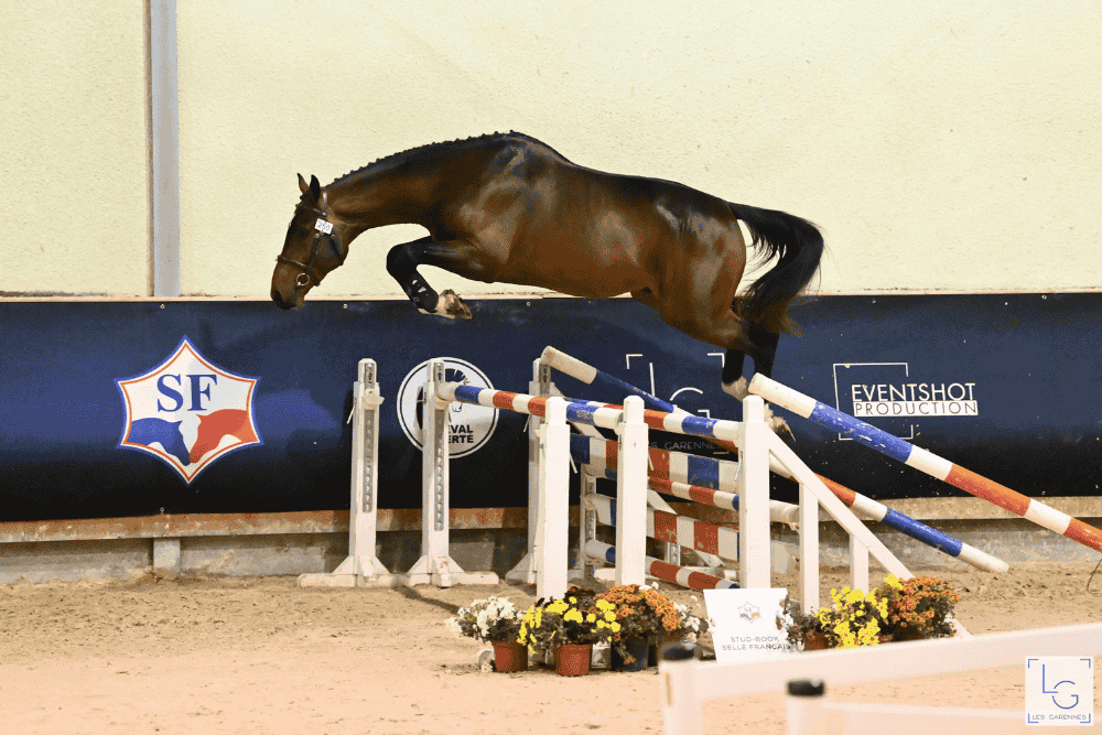 Elevage de chevaux de sport