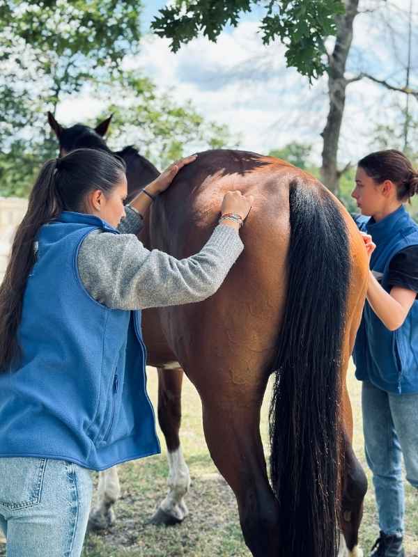 Equiphysio - Masseur animalier