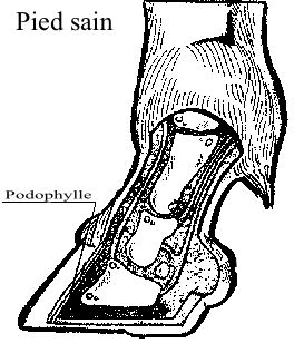 Schéma fourbure cheval