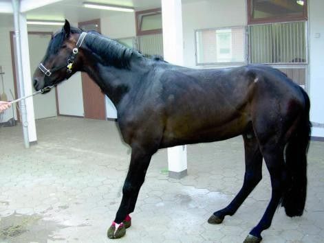 symptôme fourbure cheval