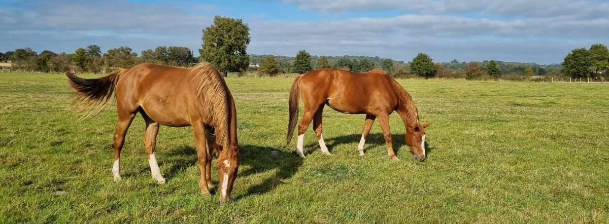 MFR Songeons - Elevage