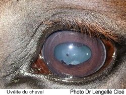 Oeil d'un cheval atteint d'uvéite