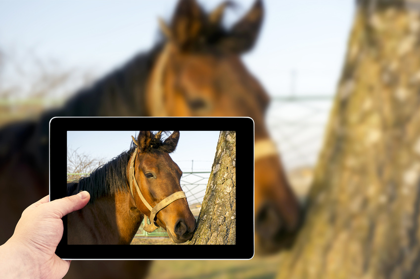 Bank gegevens Skim Een paard verkopen : een treffende advertentie opmaken | Equirodi Nederland