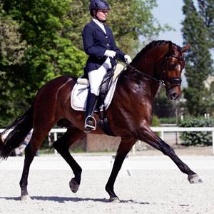 Equipements pour le dressage