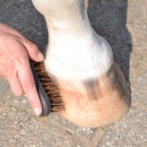 Brosses pour sabots