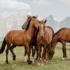 Compléments alimentaires pour l'élevage de chevaux