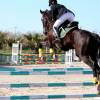 Matériel pour l'entraînement et la compétition de chevaux