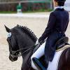 Matériel pour l'entraînement du cheval de dressage