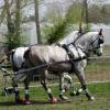 Matériel pour l'entraînement et l'attelage de chevaux