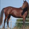 WinaDeLis