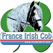 Le cheval Irish Cob